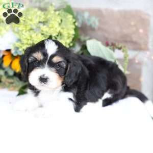 Boone, Cavapoo Puppy